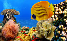 coral reef